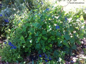 Salvia cacaliaefolia